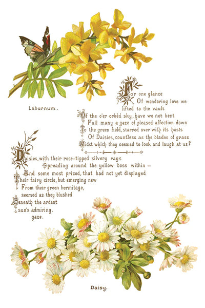 Iron Orchid Designs Lover of Flowers | IOD Transfer