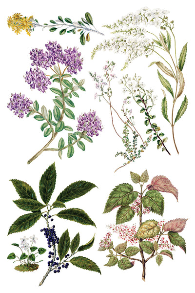 Iron Orchid Designs Sarah Featon's Botanticals