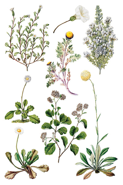 Iron Orchid Designs Sarah Featon's Botanticals