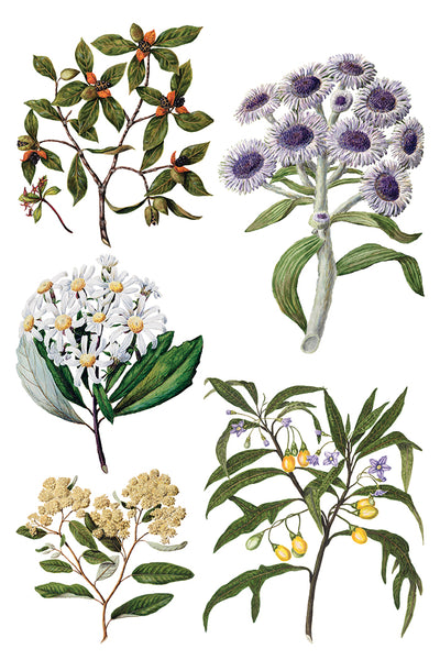 Iron Orchid Designs Sarah Featon's Botanticals