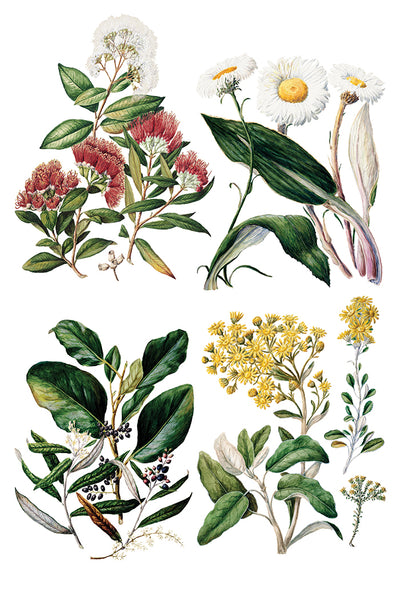 Iron Orchid Designs Sarah Featon's Botanticals