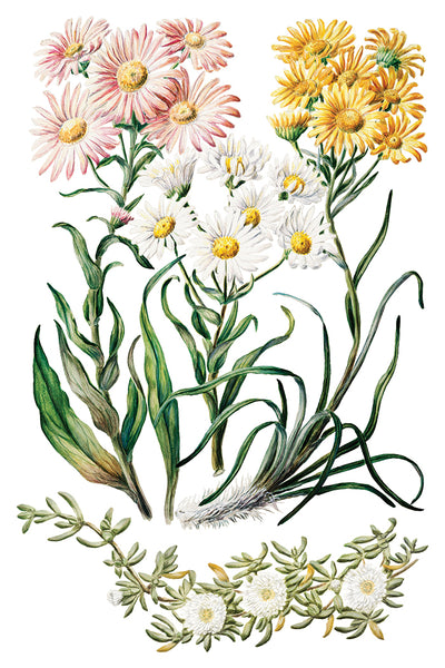 Iron Orchid Designs Sarah Featon's Botanticals