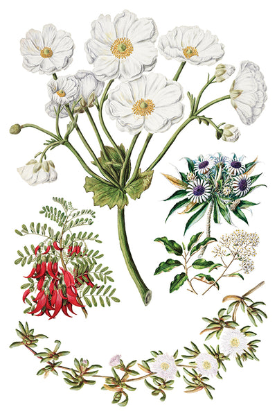 Iron Orchid Designs Sarah Featon's Botanticals