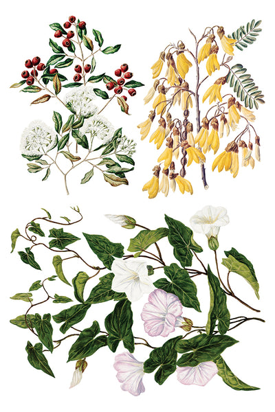 Iron Orchid Designs Sarah Featon's Botanticals