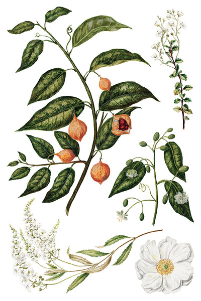 Iron Orchid Designs Sarah Featon's Botanticals