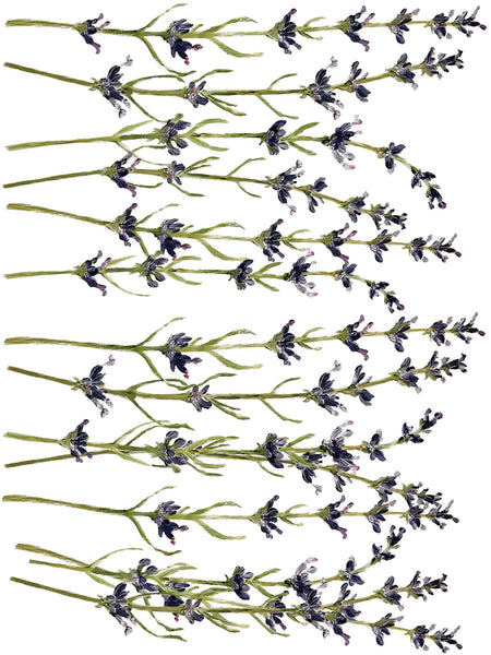 Iron Orchid Designs Painterly Florals| IOD Transfer