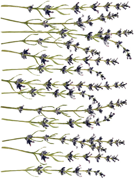 Iron Orchid Designs Painterly Florals| IOD Transfer