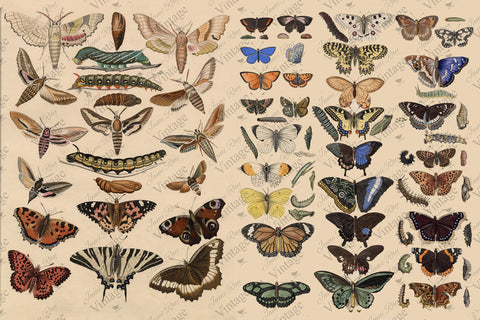 Scientific Butterfly JRV Paper