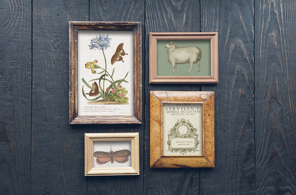 PRE- ORDER ONLY Iron Orchid Brocante | IOD Transfer