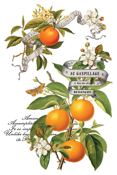 Clementine | IOD Transfer