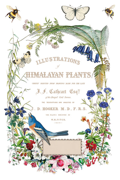 Flora Greca 8"x 12" | IOD Transfer