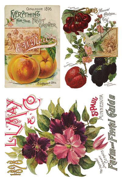 Iron Orchid Designs Seed Catalogue| IOD Transfer