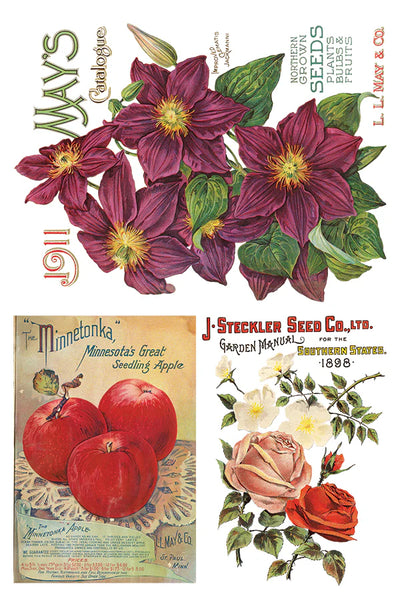 Iron Orchid Designs Seed Catalogue| IOD Transfer