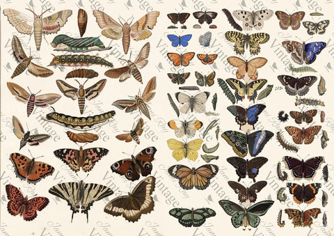 Scientific Butterfly | JRV Rice Paper | A4