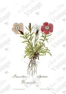 Dianthus Flower | JRV Rice Paper | A4