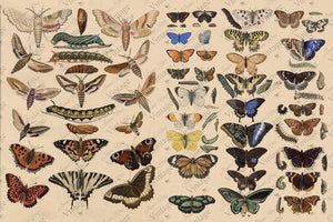 Scientific Butterfly JRV Paper